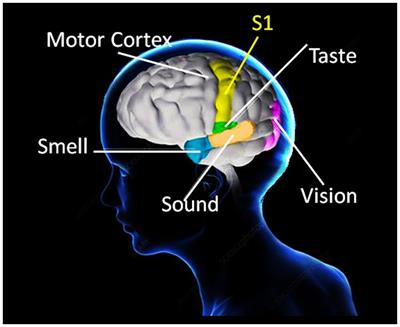 Grip force as a functional window to somatosensory cognition